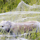 Illustration for article titled Massive spiderwebs engulf Australian town as arachnids escape floods